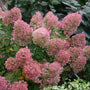 Bobo Panicle Hydrangea with pinkish blush fall blooms. 