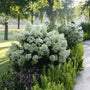 Bobo Panicle Hydrangea with large white blooms planted along the edge of a patio. 
