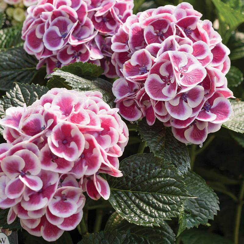 Close-up of white and pink Cityline Mars Bigleaf Hydrangea blooms. 