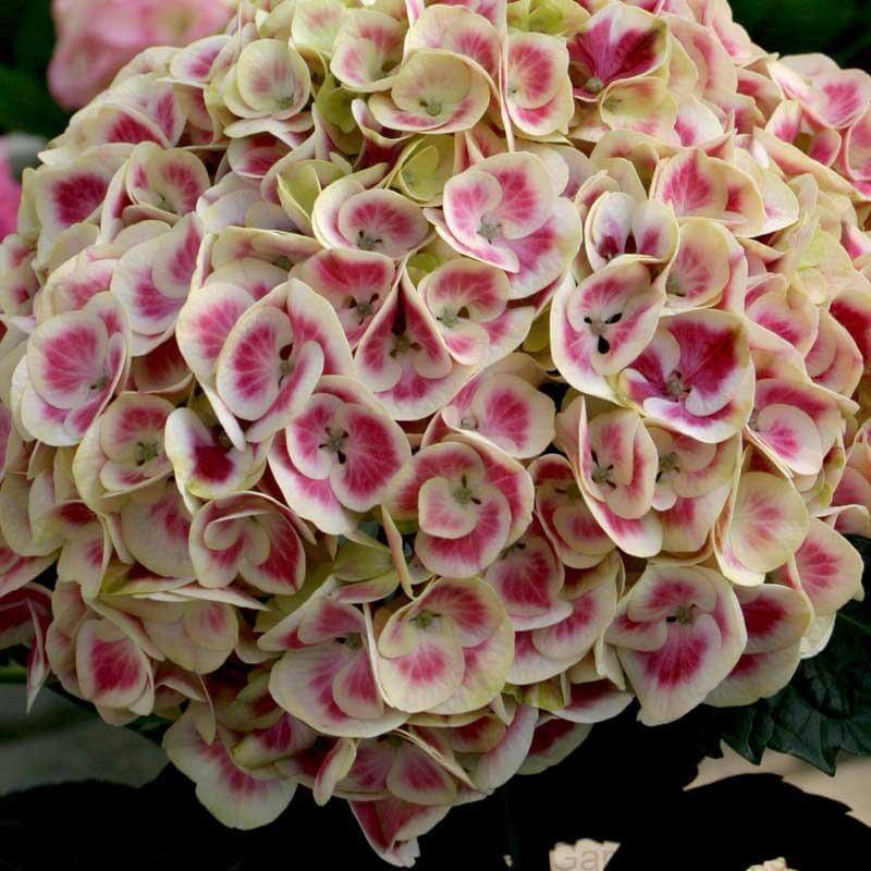 Cityline® Mars Bigleaf Hydrangea | Shrubs & Trees – Great Garden