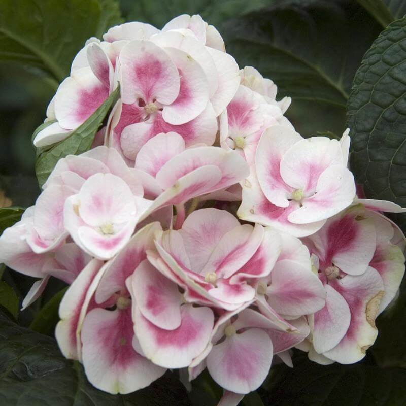 Cityline® Mars Bigleaf Hydrangea | Shrubs & Trees – Great Garden