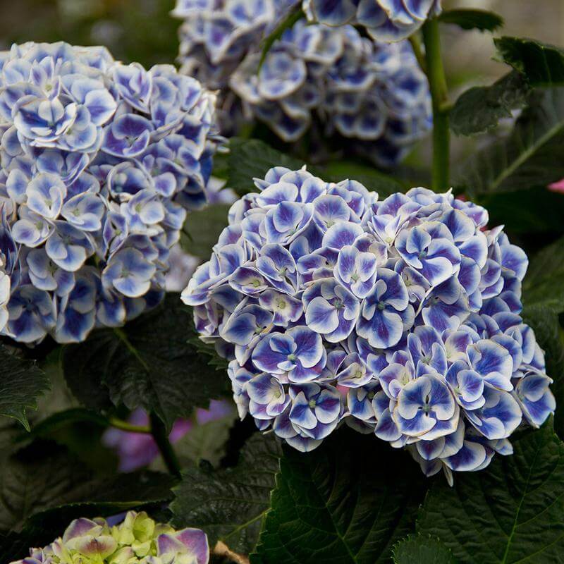 Close-up of Cityline Mars Bigleaf Hydrangea's white and violet blooms. 