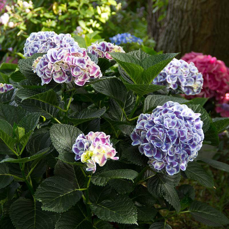 Cityline Mars Bigleaf Hydrangea with white and violet blooms and big glossy foliage. 