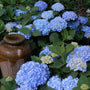 Endless Summer Bigleaf Hydrangea with large blue blooms. 