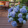 Endless Summer Bigleaf Hydrangea in a container. 
