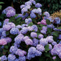 Endless Summer Bigleaf Hydrangea with blue-purple blooms. 