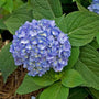 Close-up of a blue Endless Summer Hydrangea bloom on top of large glossy green leaves. 