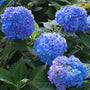 Close-up of blue Endless Summer Bigleaf Hydrangea blooms. 