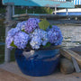 Endless Summer Bigleaf Hydrangea in a container by a lake. 