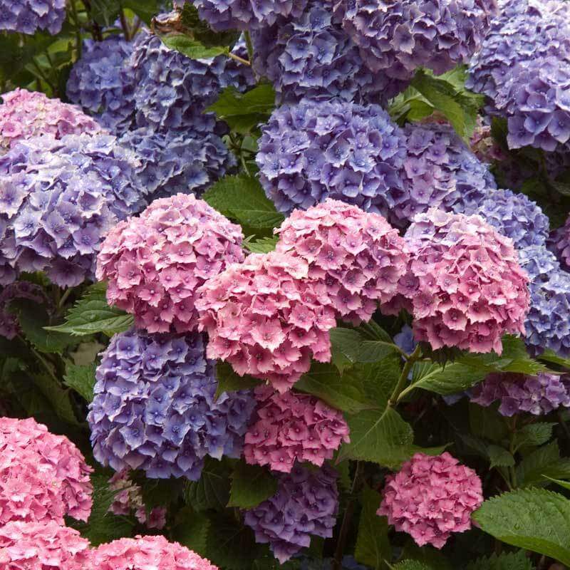 Close-up of blue and pink Endless Summer Bigleaf Hydrangea blooms. 