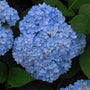 Close-up of a large blue Endless Summer Bigleaf Hydrangea bloom. 
