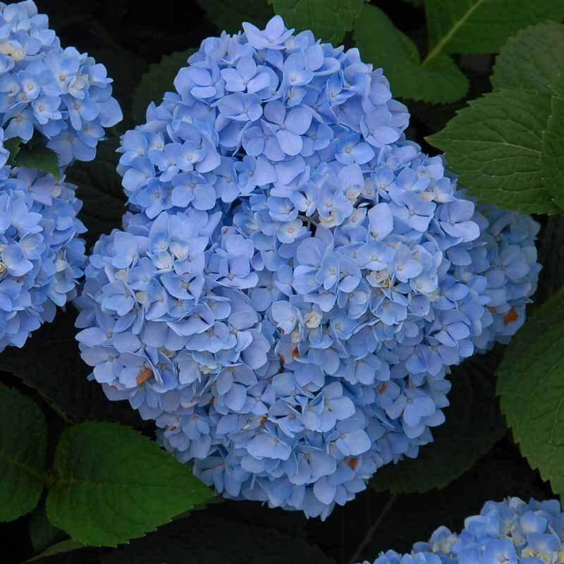 Close-up of a large blue Endless Summer Bigleaf Hydrangea bloom. 