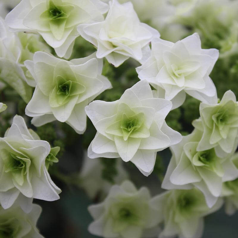 Close-up of the clusters of star-shaped double Gatsby Star Oakleaf Hydrangea flowers. 