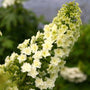 Close-up of a large Gatsby Star Oakleaf Hydrangea bloom. 
