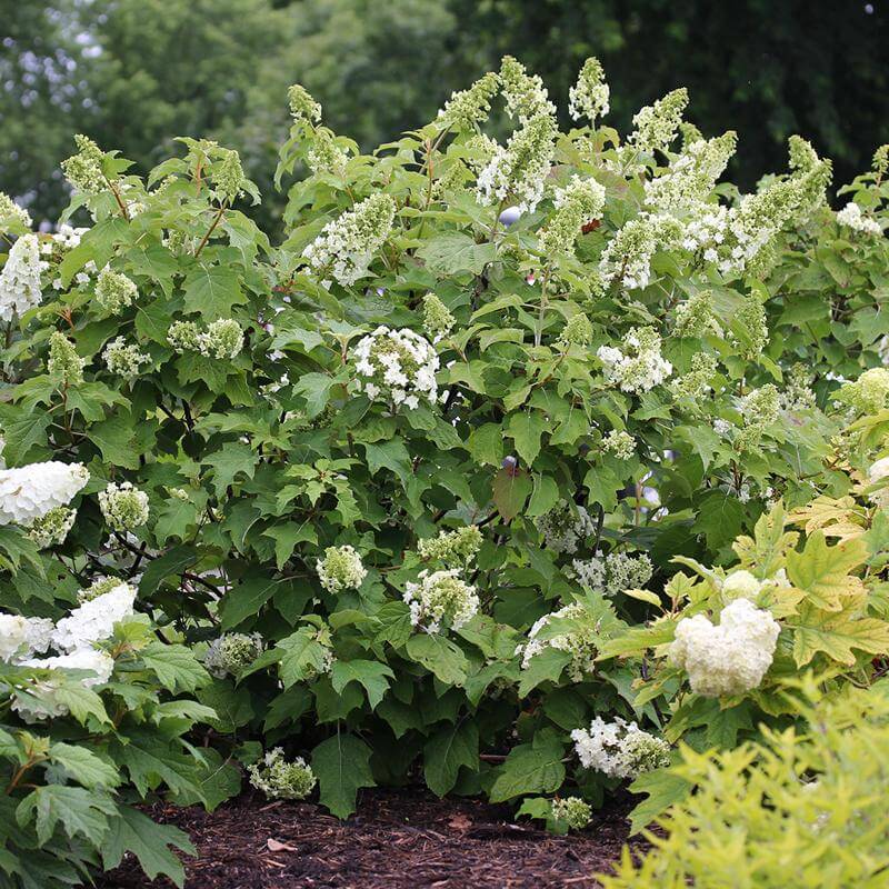 Gatsby Star Oakleaf Hydrangea with white flowers and oak-shaped leaves. 