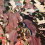 Close-up of Gatsby Star Oakleaf Hydrangea's deep burgundy fall color. 