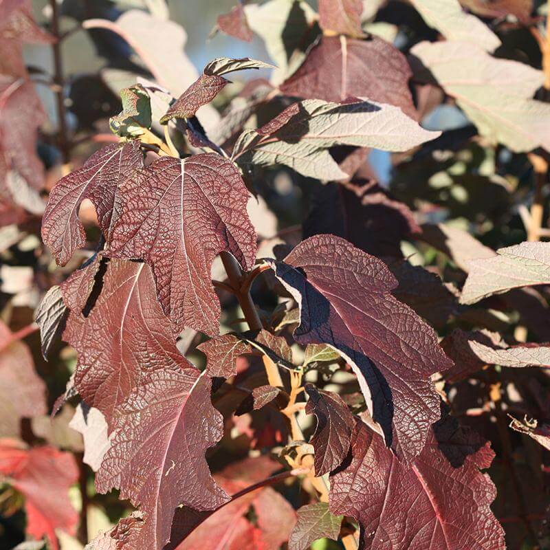 Close-up of Gatsby Star Oakleaf Hydrangea's deep burgundy fall color. 