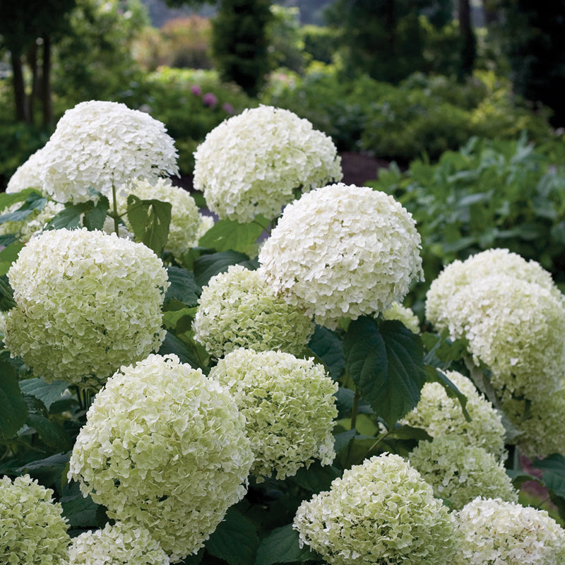 Incrediball Smooth Hydrangea with massive cloud-like flower heads.