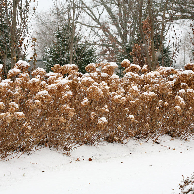 Incrediball Smooth Hydrangeas in a garden in winter. 