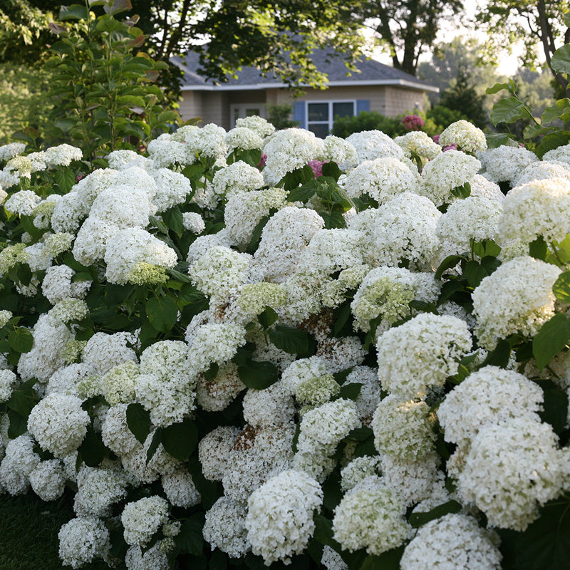 Incrediball Smooth Hydrangea with basketball sized white flowers. 