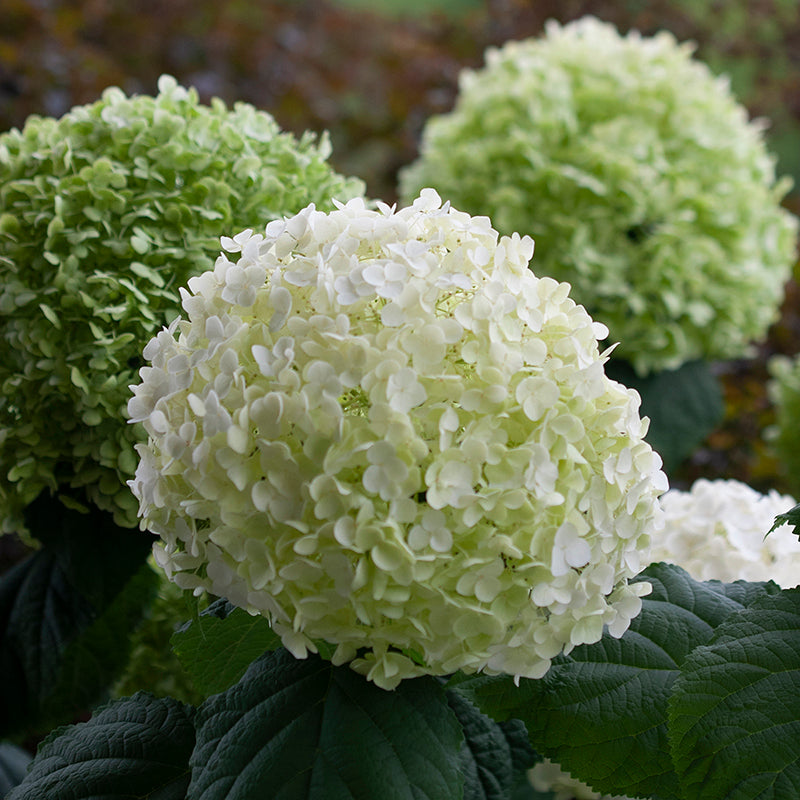 Close-up of a large white Incrediball Smooth Hydrangea bloom. 