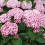 Close-up of Incrediball Blush Smooth Hydrangea's massive blush hued flowers. 