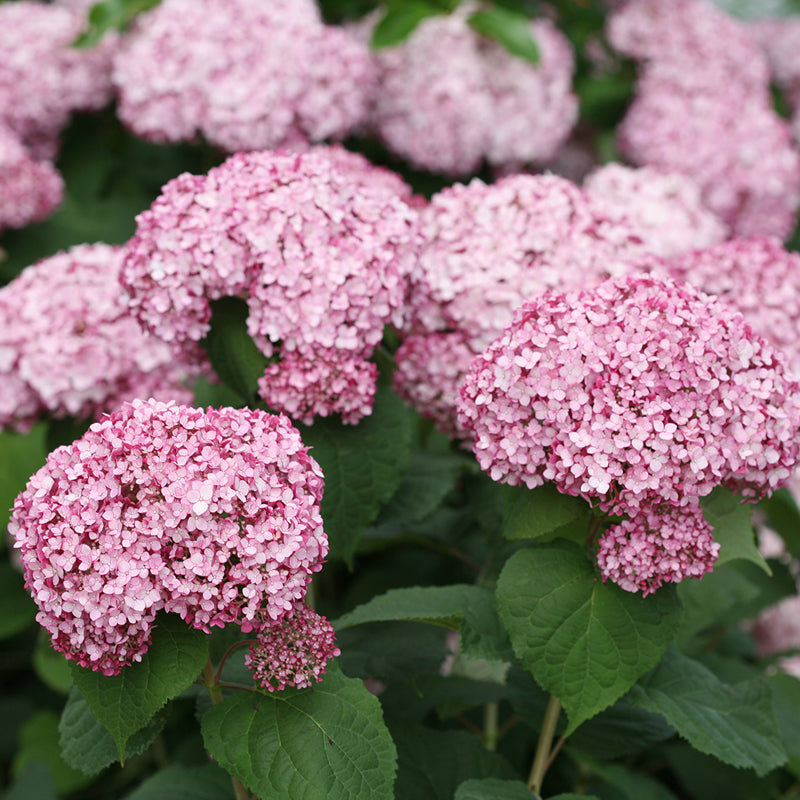 Close-up of Incrediball Blush Smooth Hydrangea's massive blush hued flowers. 