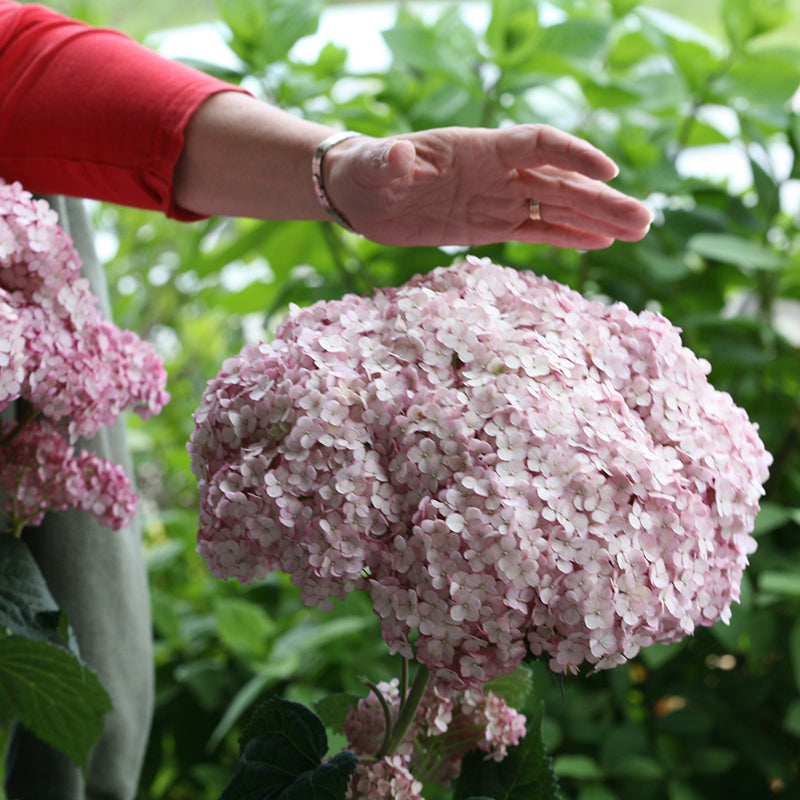 A hand hovering over a massive Incrediball Blush Smooth Hydrangea bloom. 