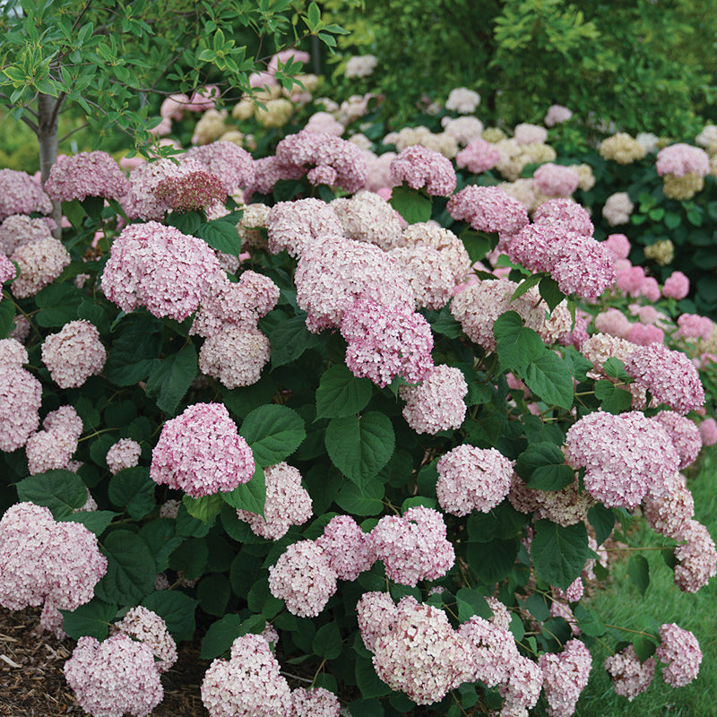 Incrediball Blush Smooth Hydrangea with gigantic flowers on top of sturdy stems. 