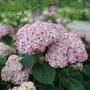Close-up of two large Incrediball Blush Smooth Hydrangea blooms. 
