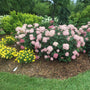 Incrediball Blush Smooth Hydrangeas in a garden. 