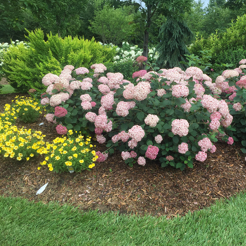 Incrediball Blush Smooth Hydrangeas in a garden. 