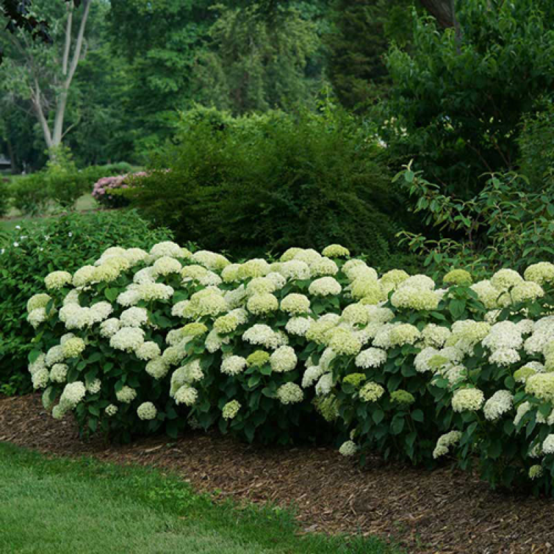 Une rangée d'hortensias Invincibelle Limetta Smooth dans un paysage. 