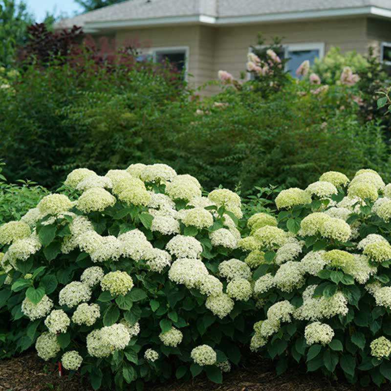 Hortensia lisse Invincibelle Limetta dans un aménagement paysager près d'une maison. 