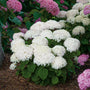 invincibelle Wee White Hydrangea with pure white blooms. 