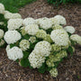 Invincibelle Wee White Hydrangea with large white blooms. 