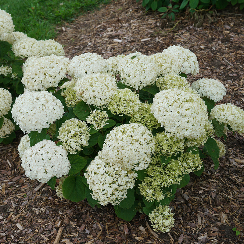 Invincibelle Wee White Hydrangea with large white blooms. 