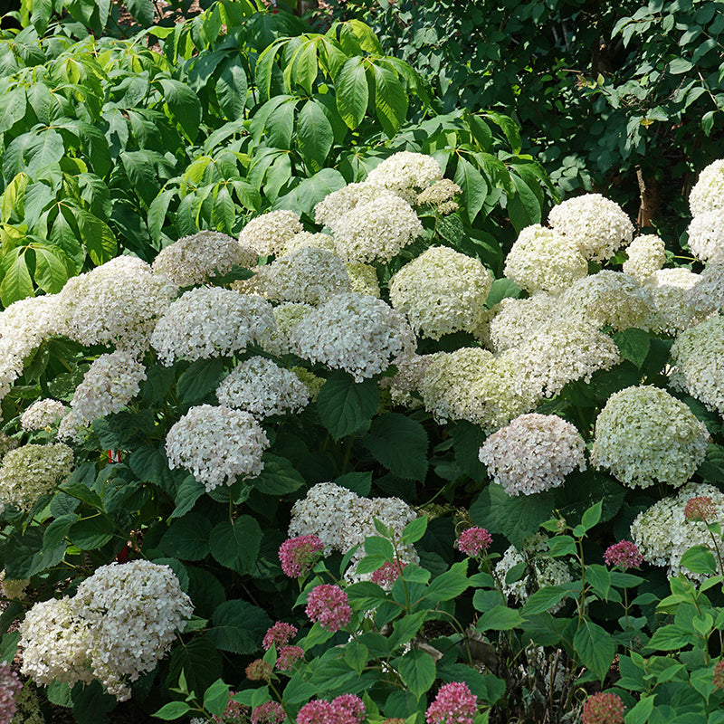 Invincibelle Wee White Hydrangea in a landscape. 