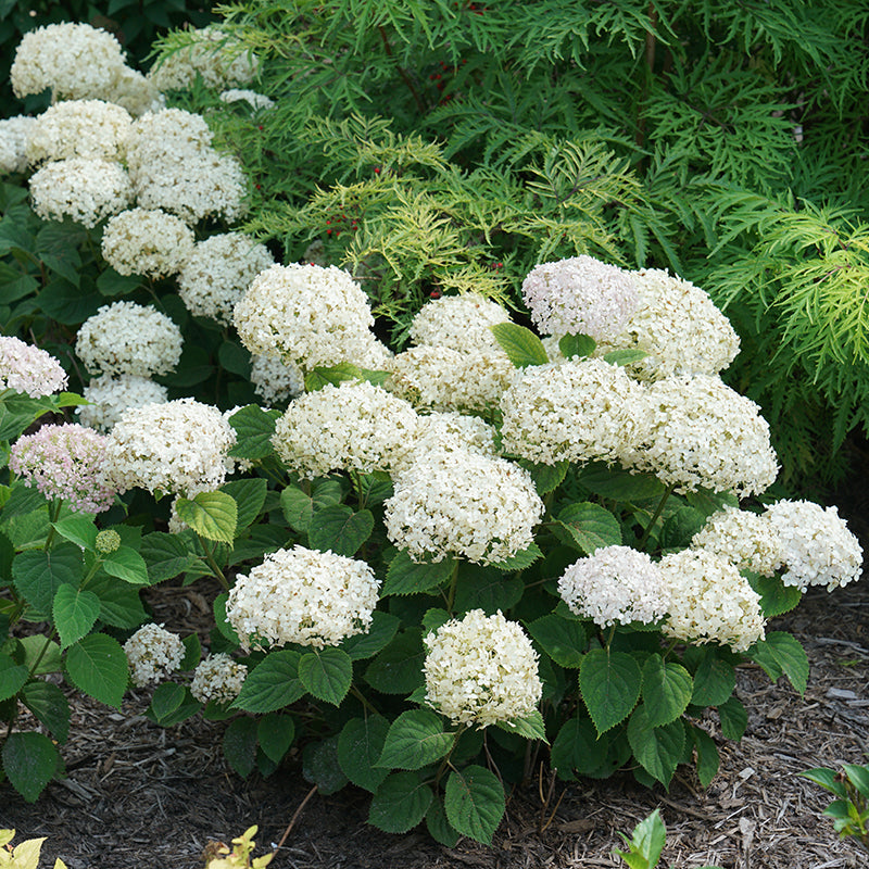 Invincibelle Wee White Hydrangea with pure white flowers in a garden. 