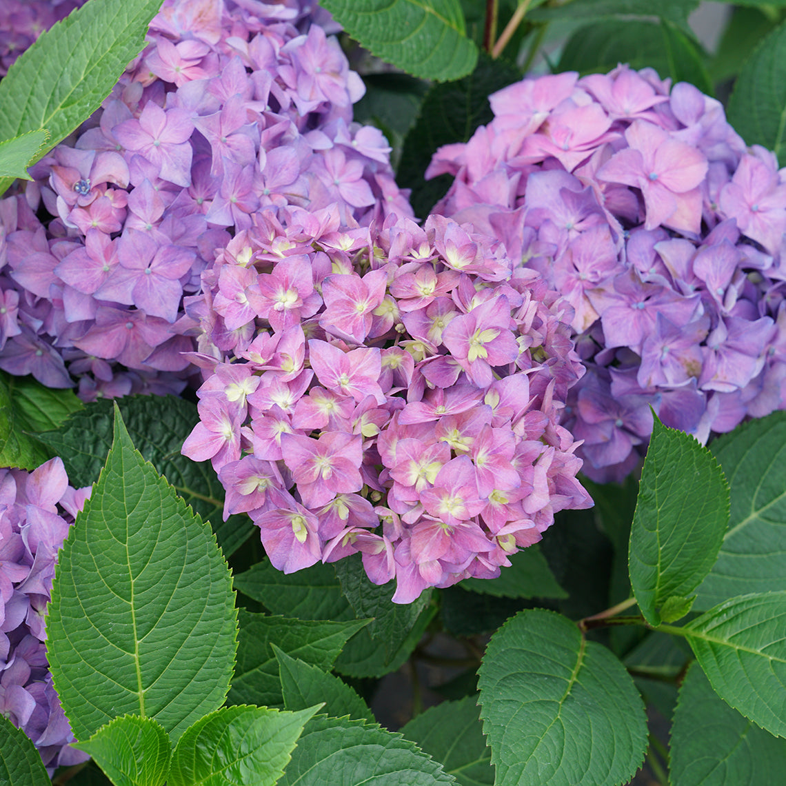 Proven Winners Let's Dance Rhythmic Hydrangea Shrub