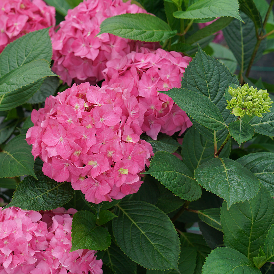 Proven Winners Let's Dance Rhythmic Hydrangea Shrub - Thumbnail 3