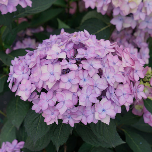 Let's Dance Can Do!® Bigleaf Hydrangea | Proven Winners – Great