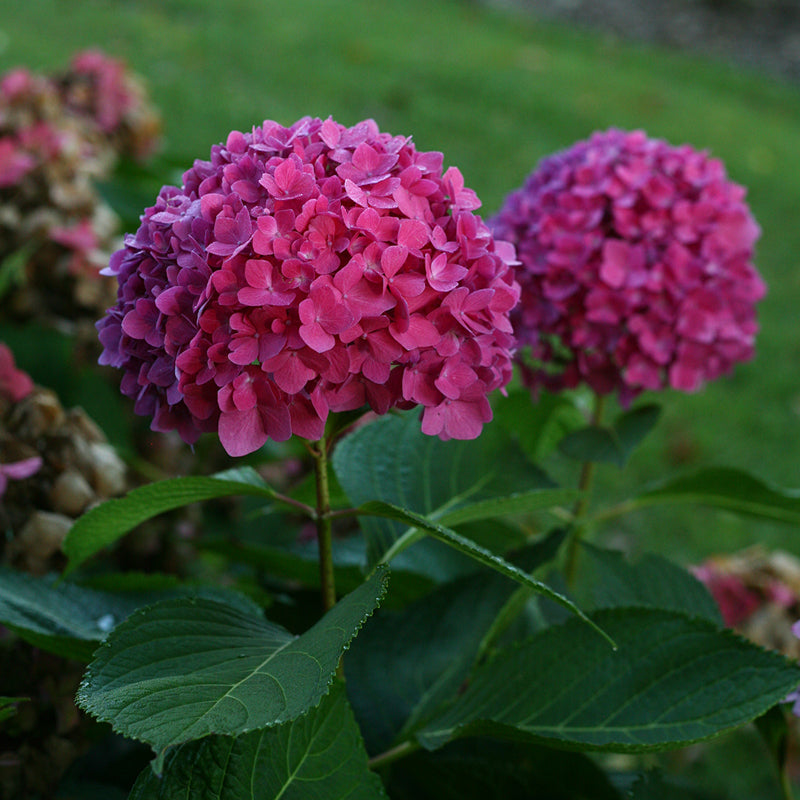 L'hortensia à grandes feuilles Let's Dance® Rave® offre des fleurs éclatantes roses ou violettes.