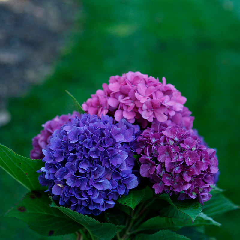 Let's Dance® Rave® Bigleaf Hydrangea | Shrubs & Trees – Great
