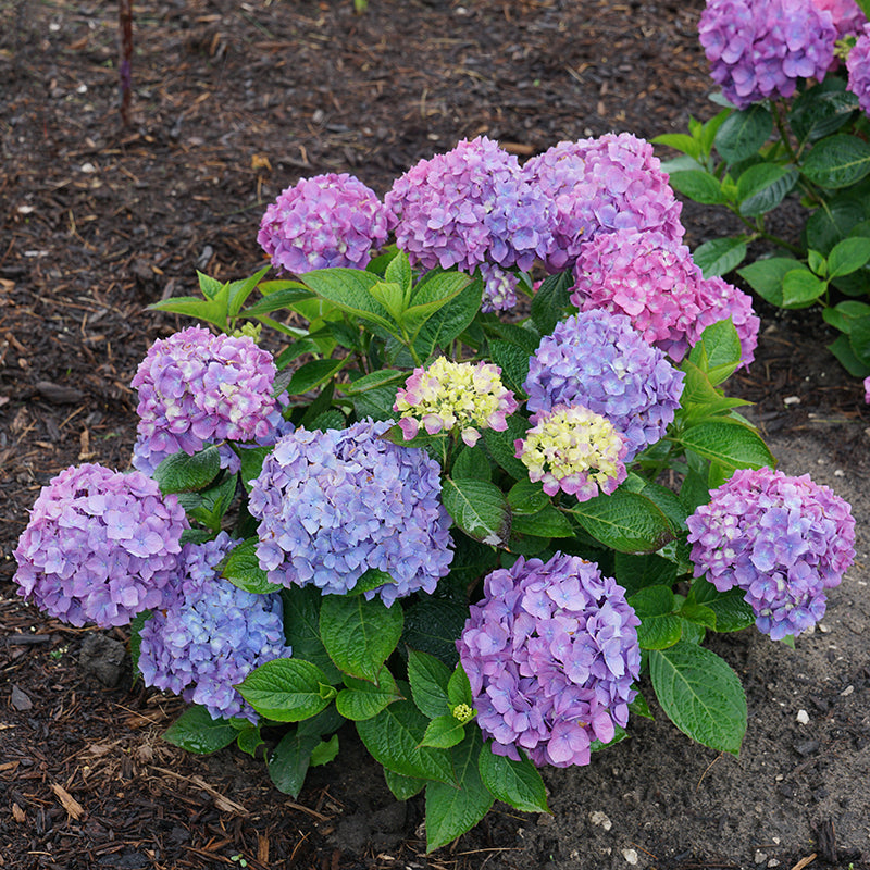 Let's Dance® Rave® Bigleaf Hydrangea | Shrubs & Trees – Great