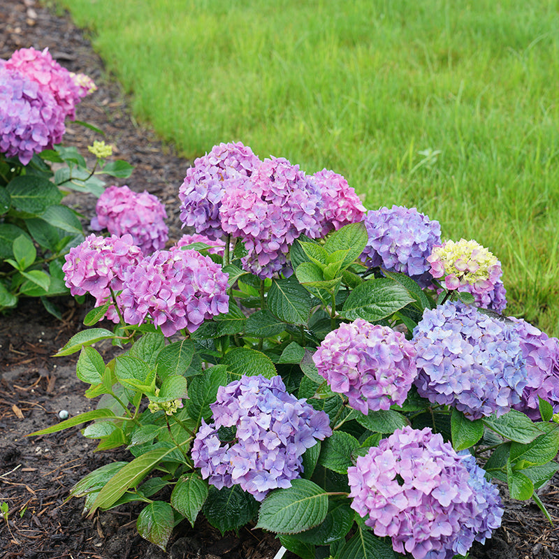 L'hortensia à grandes feuilles Let's Dance® Rave® offre des fleurs d'un rose vif ou d'un violet éclatant.