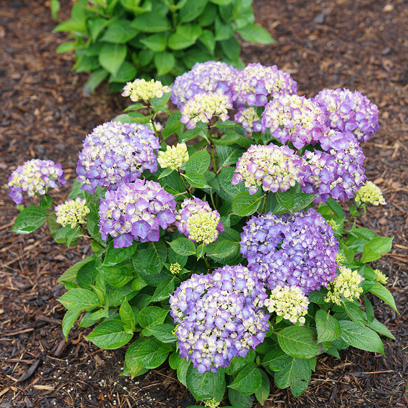 Let's Dance® Rave® Bigleaf Hydrangea | Shrubs & Trees – Great