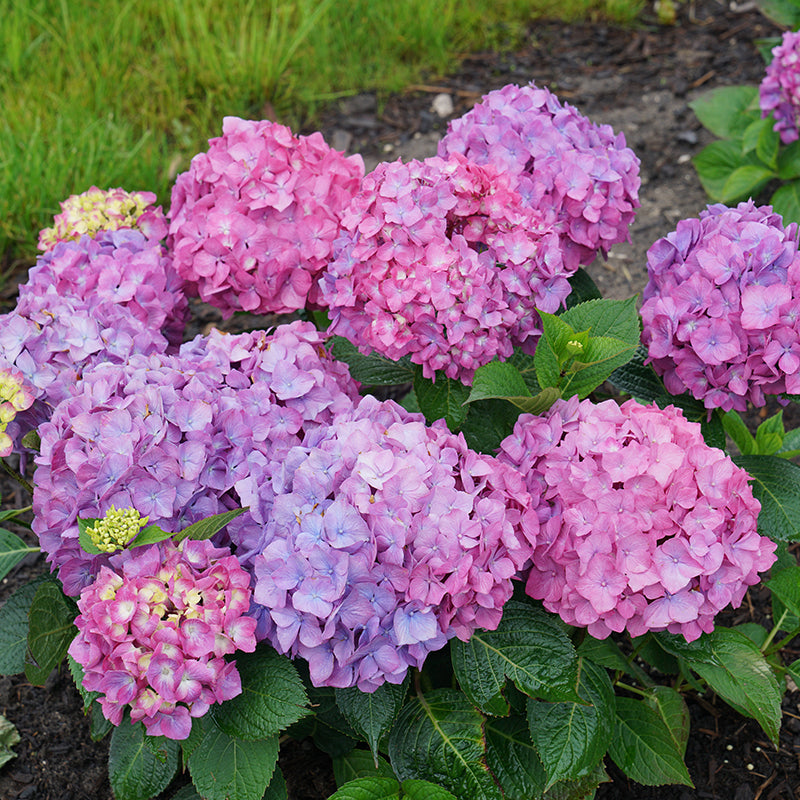 バレンザ Let's Dance® Rave® Bigleaf Hydrangea | Shrubs & Trees – Great