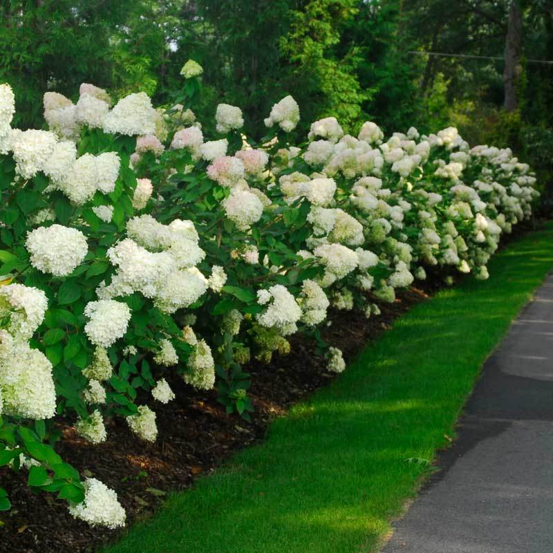 Proven Winners Little Lime Panicle Hydrangea - Thumbnail 3