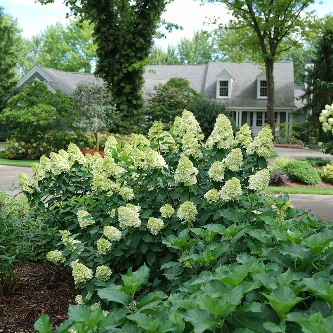 New and improved Limelight Prime features large creamy green flowers in summer. 